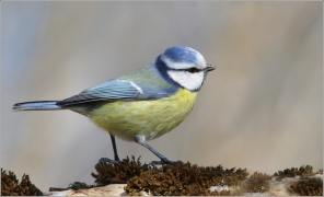 <p>SÝKORA MODŘINKA (Cyanistes caeruleus) /Eurasian blue tit - Blaumeise/</p>